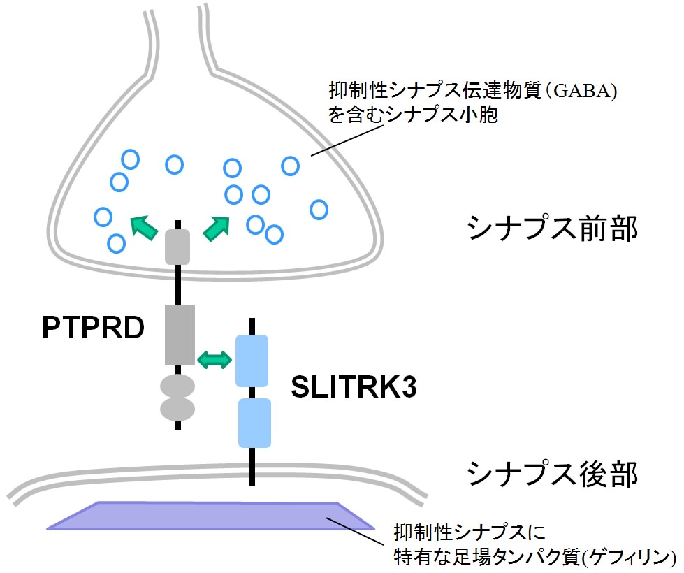 SLITRK3とPTPRDの結合が抑制性シナプスの形成を促進する