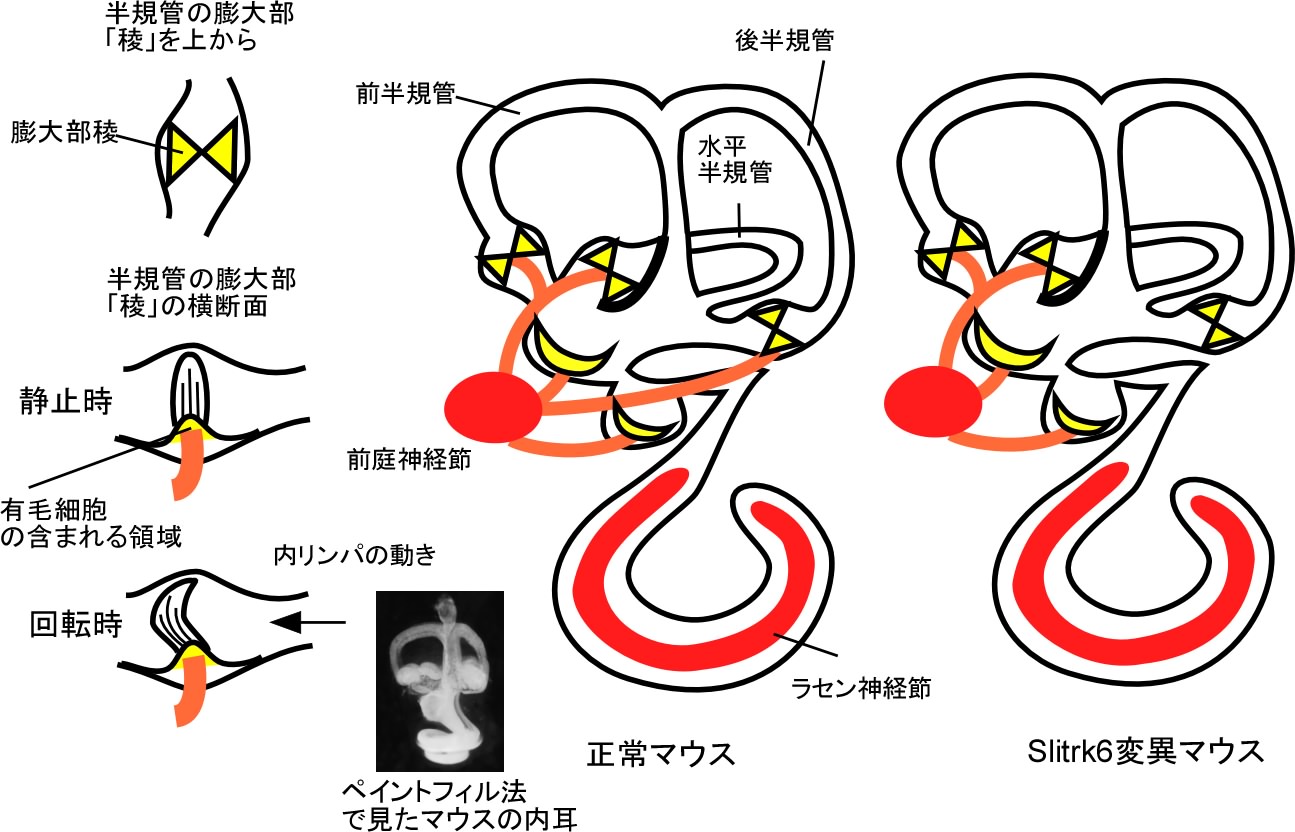 三半規管の構造とSlitrk6変異マウスに表れた神経回路異常