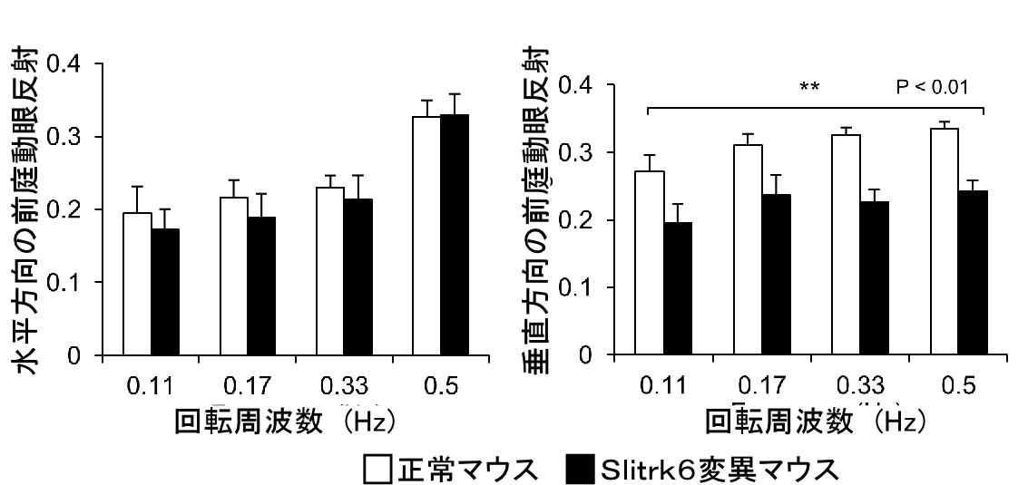 Slitrk6変異マウスの前庭動眼反射