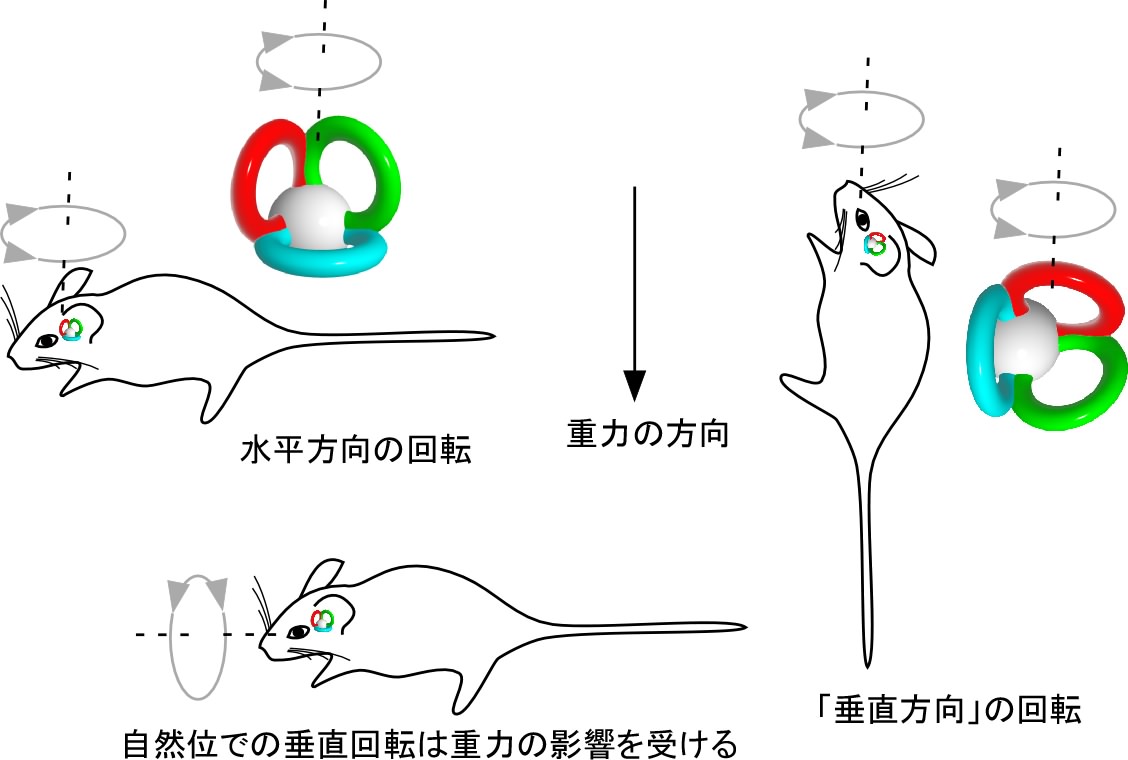 マウスの姿勢と回転方向の関係