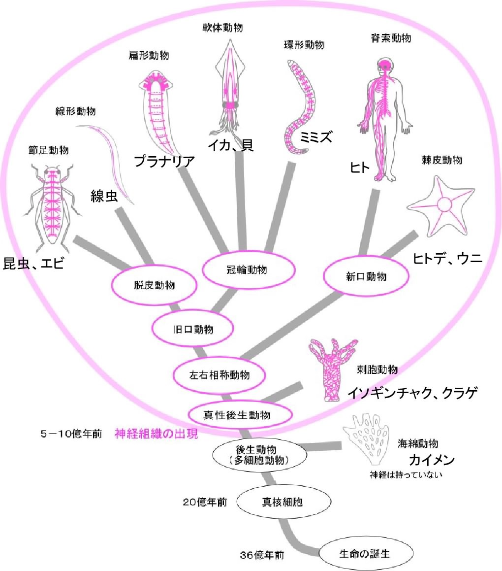 動物はさまざまな形の神経系を持っています