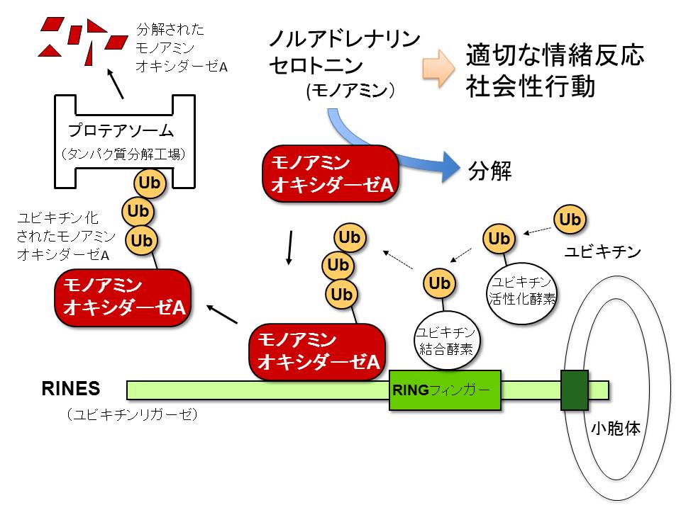 RINESはモノアミンオキシダーゼの分解を促進する