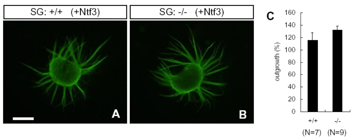 Ntf3を添加すると神経突起は同じ程度に伸びました