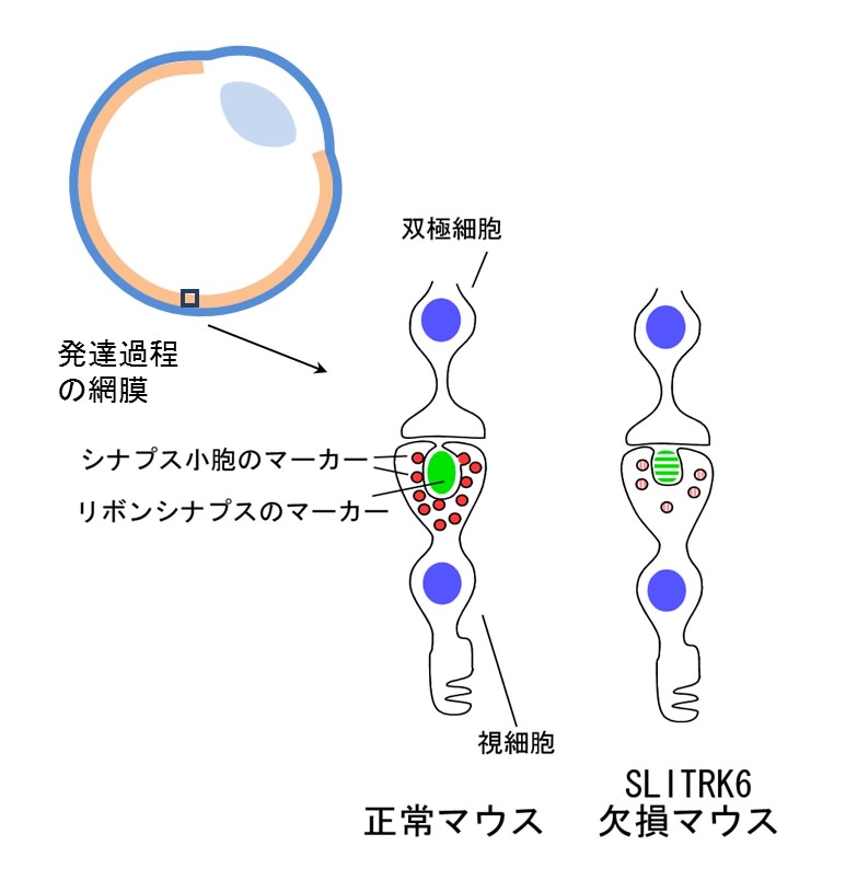 SLITRK6欠損マウスの網膜で見られたシナプス形成の遅延