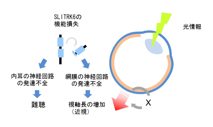 視軸長の調節機構の解明が期待される