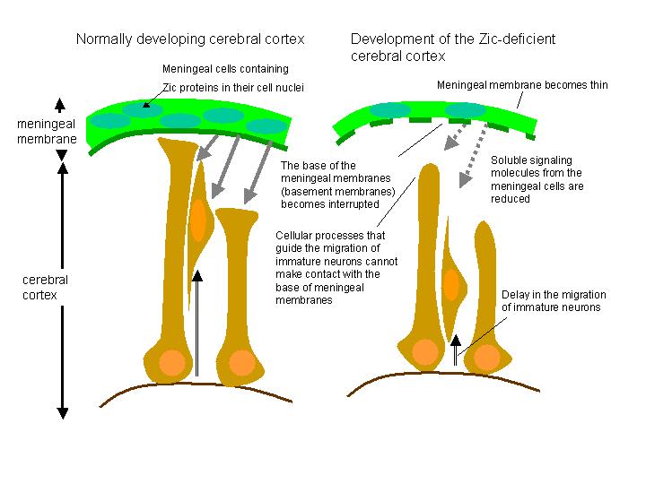 Zic deficicency in meningeal cells impairs cerebral cortex development