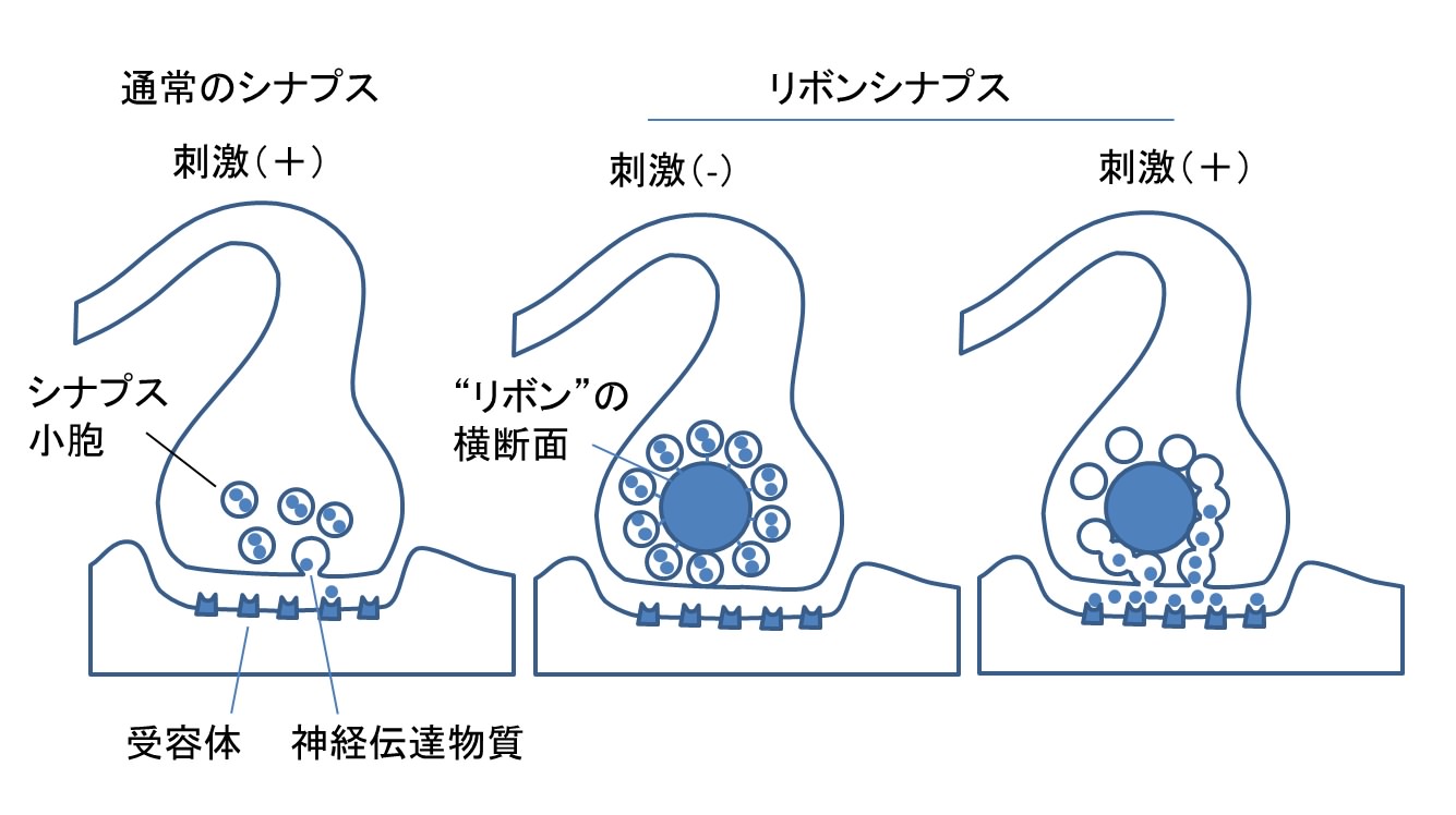 リボンシナプスは網膜や内耳にある特殊なシナプス