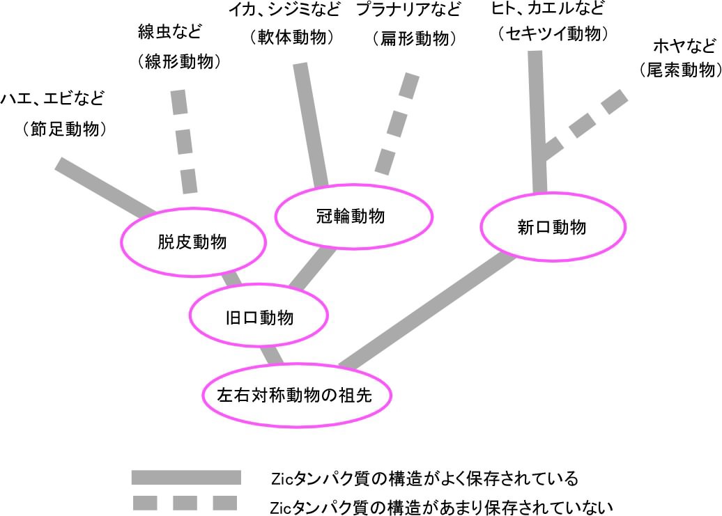 Zicタンパク質の保存性は特定の動物グループで落ちています