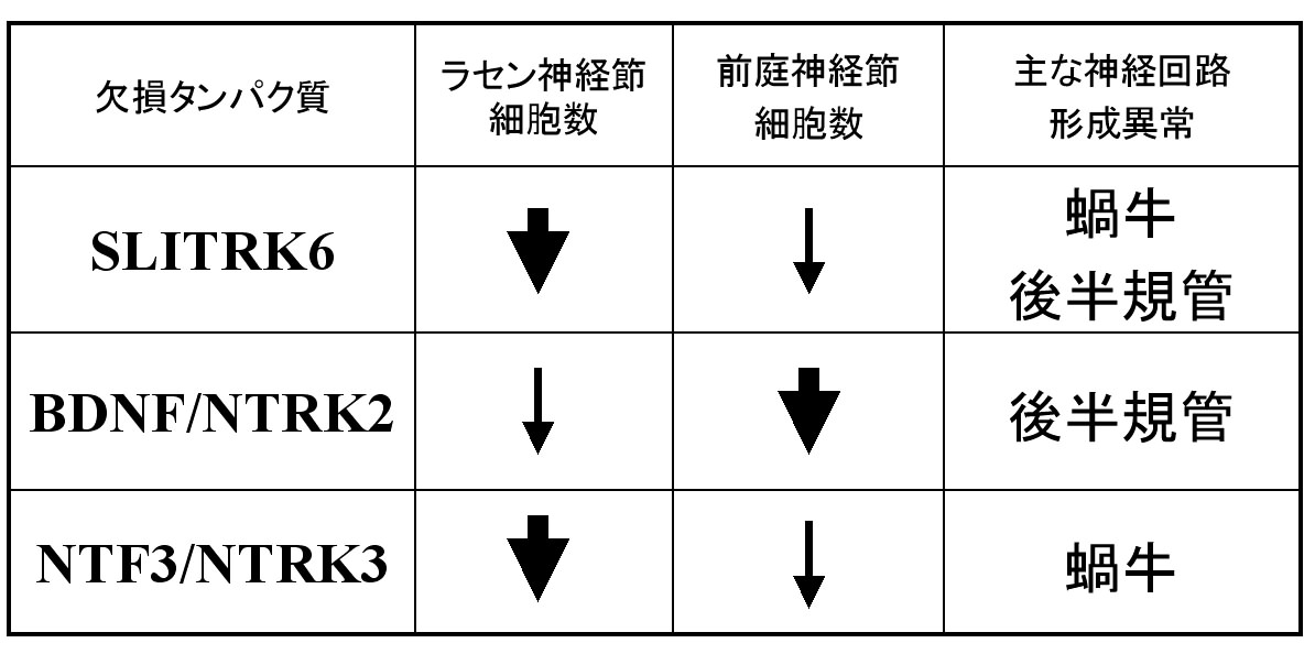 SLITRK6欠損マウスの内耳の異常はニューロトロフィン欠損マウスのものとよく似ています