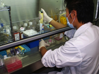 膵島細胞移植の基礎研究 
